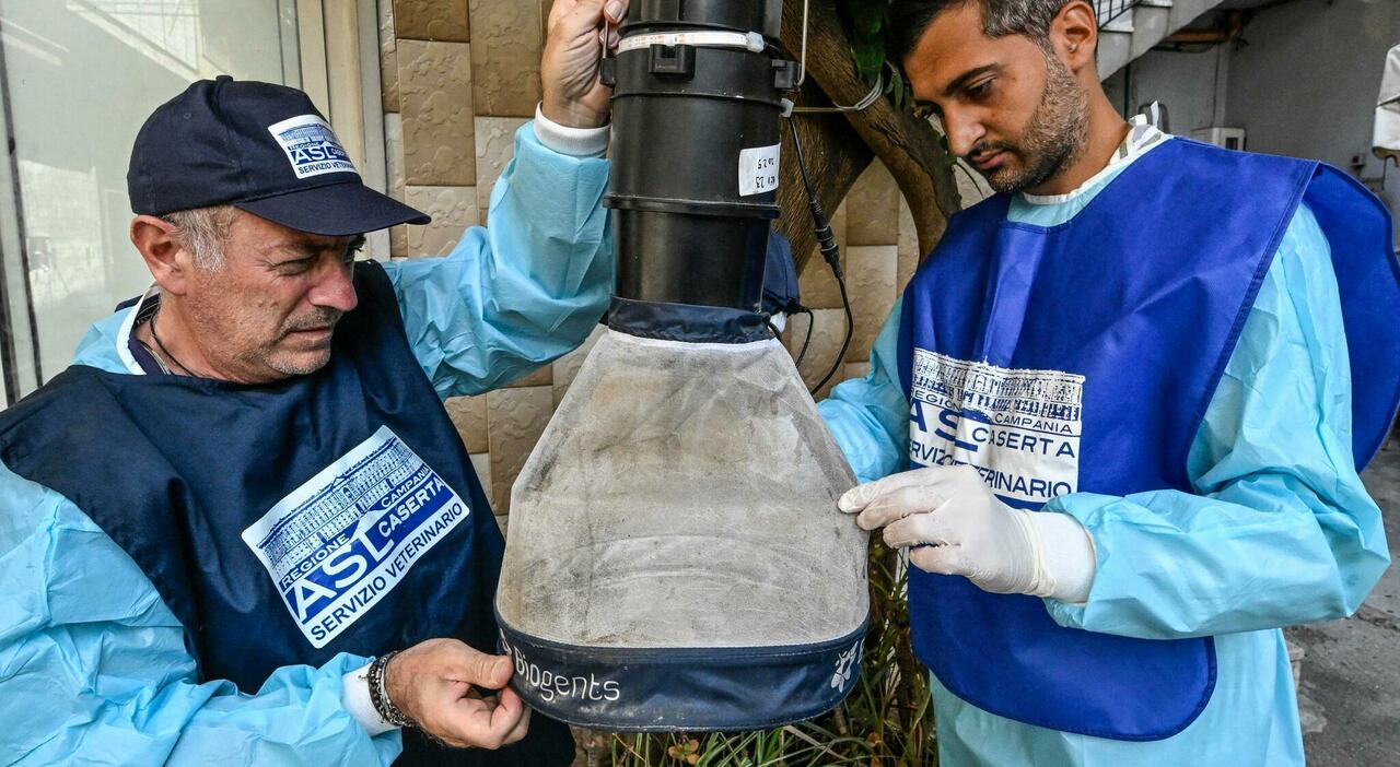 West Nile, due nuovi casi in Lombardia e un ricovero: infettate una donna di 38 anni e un
