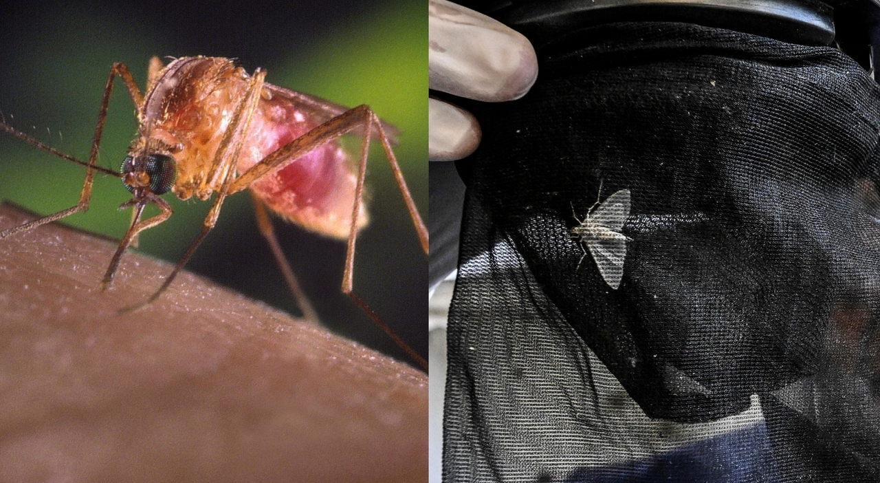 West Nile, tutte le fake news sulle zanzare: dal "sangue dolce" che le attrae alle luci spente per allontanarle, fino alla citronella e i pipistrelli West Nile, tutte le fake news sulle zanzare: dal "sangue dolce" che le attrae alle luci spente per allontanarle, fino alla citronella e i pipistrelli