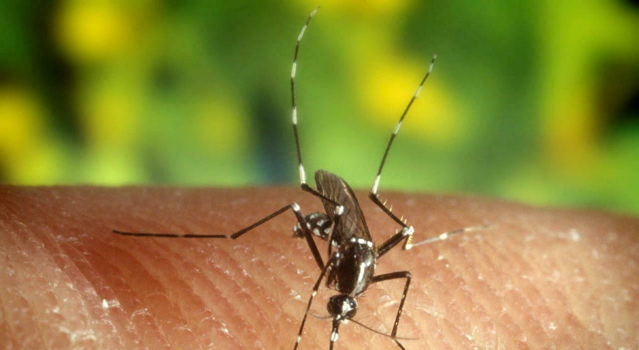 West Nile, altre due vittime in Campania: «Sono tutti pazienti fragili» West Nile, altre due vittime in Campania: «Sono tutti pazienti fragili»