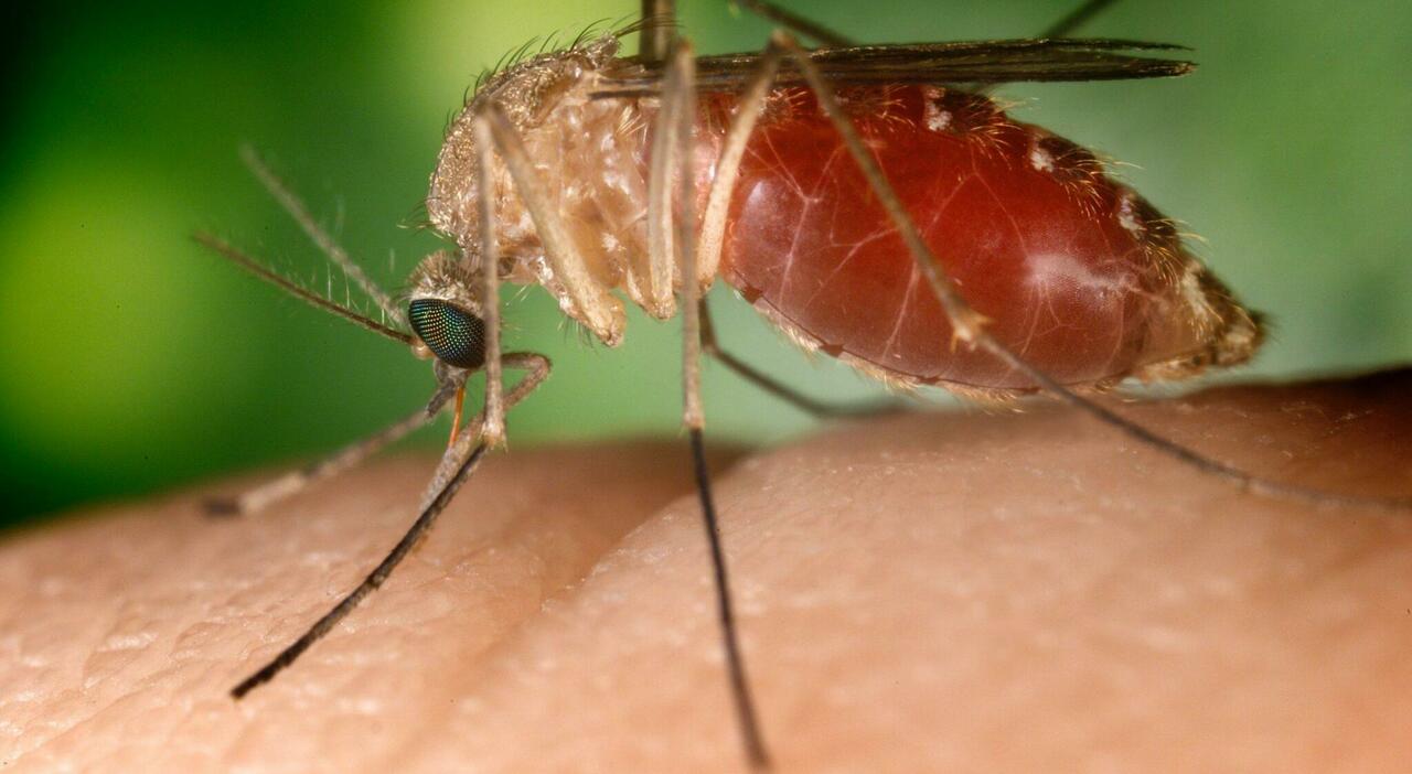 West Nile, ancora un morto in Campania: è la quinta vittima nella Regione West Nile, ancora un morto in Campania: è la quinta vittima nella Regione