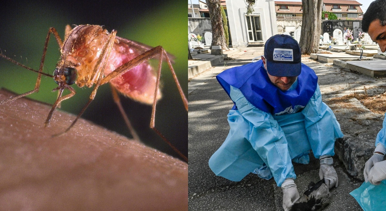 https://statics.cedscdn.it/photos/MED_HIGH/2025/07/30/8987073_30201907_west_nile_morto_campania_quinta_vittima_oggi_30_7_2025.jpg