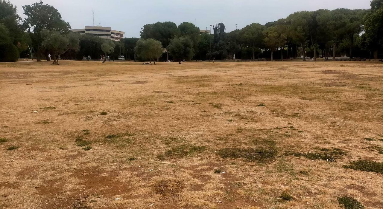 Verde distrutto dai teppisti, danni ai sistemi di irrigazione. Ecco dove Verde distrutto dai teppisti, danni ai sistemi di irrigazione. Ecco dove