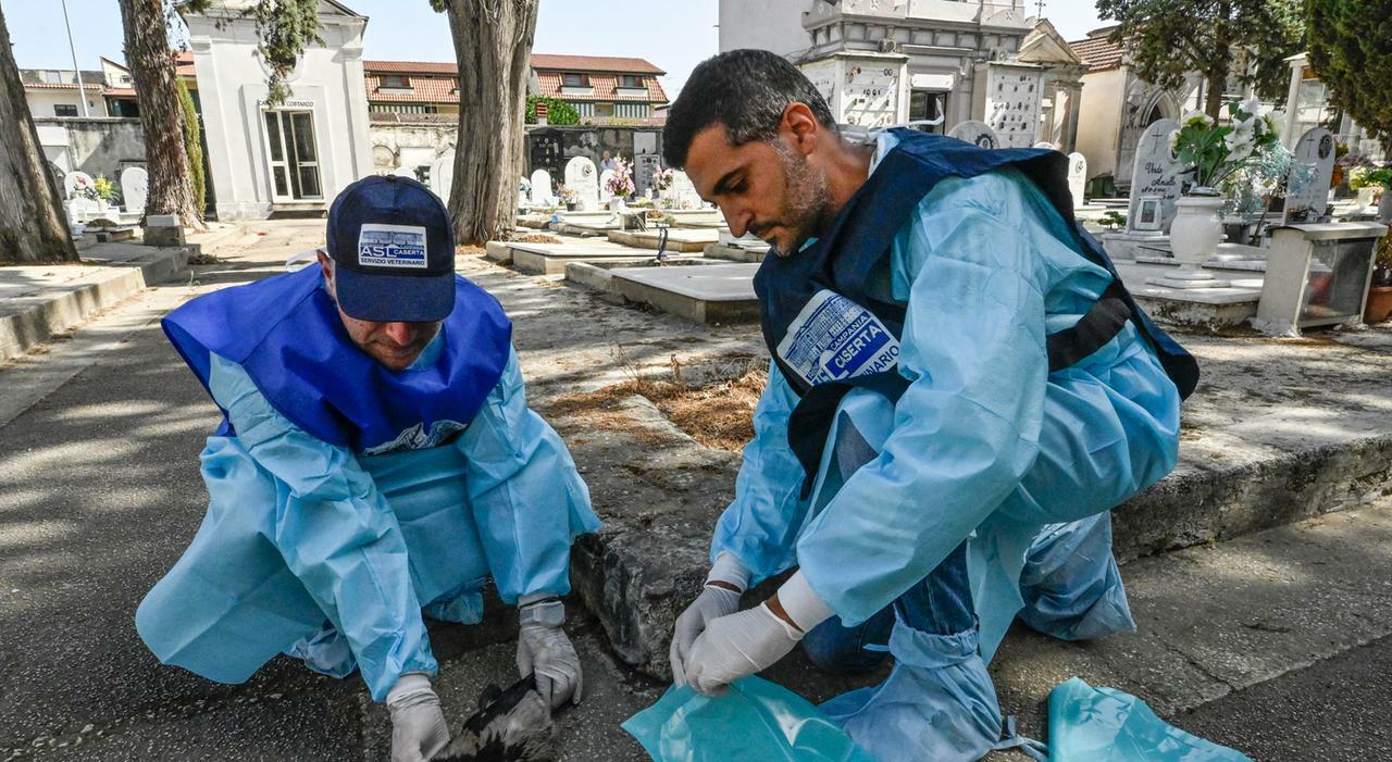 West Nile, quando il picco dei casi? Altri due morti in Campania e nel Lazio record di contagi. «In Italia sono almeno 10mila le infezioni» West Nile, quando il picco dei casi? Altri due morti in Campania e nel Lazio record di contagi. «In Italia sono almeno 10mila le infezioni»