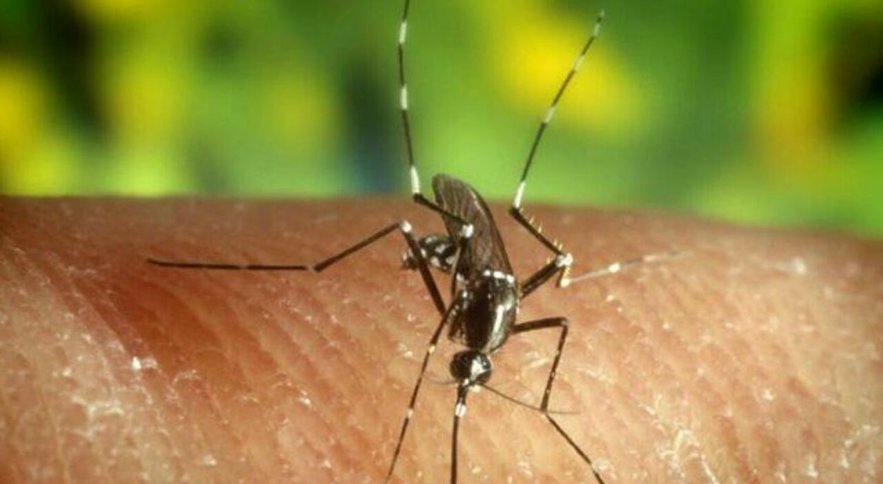 West Nile nell West Nile nell