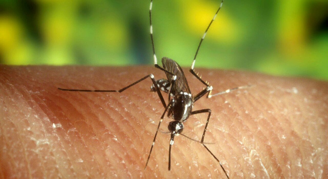 West Nile ad Avellino, altri due casi sospetti all West Nile ad Avellino, altri due casi sospetti all