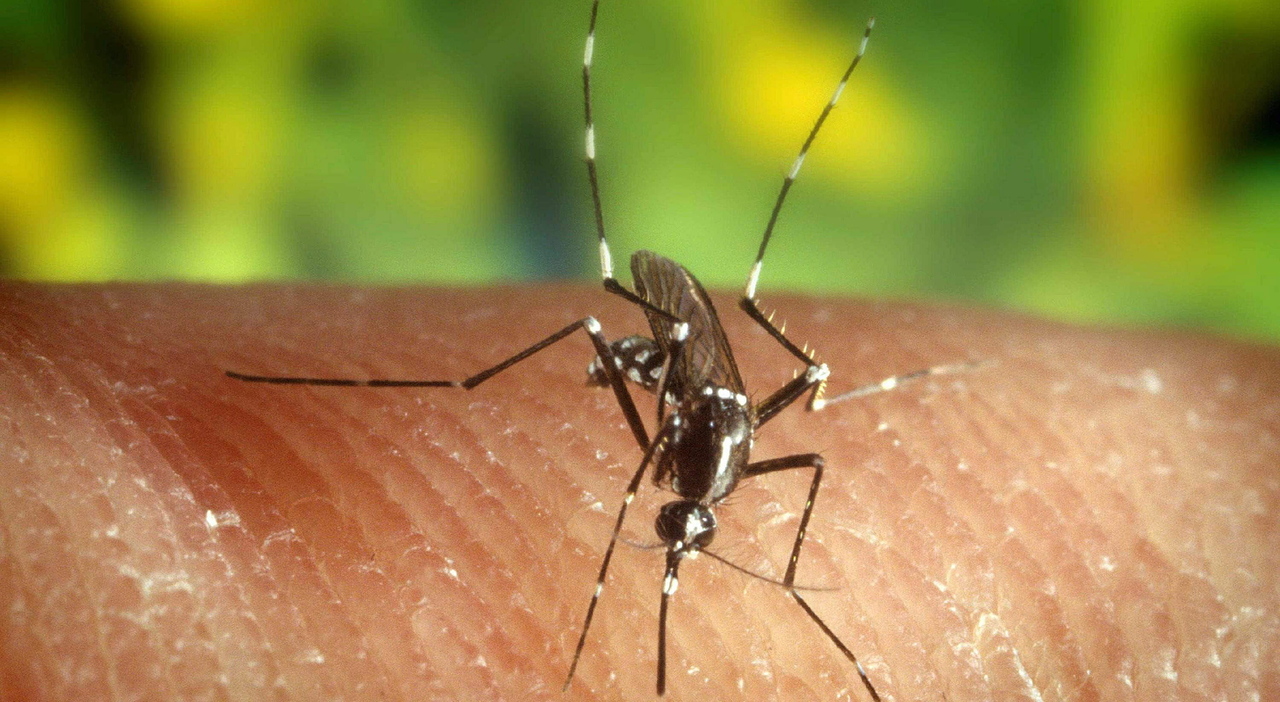 Dengue, nel Vicentino infettato dal virus un 53enne: è il primo caso autoctono scoperto in Veneto Dengue, nel Vicentino infettato dal virus un 53enne: è il primo caso autoctono scoperto in Veneto