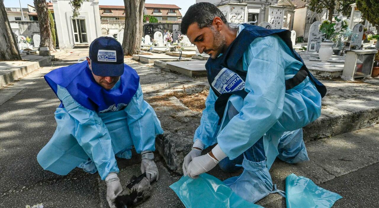 West Nile, quarta vittima nel Lazio: è una 93enne di Cisterna di Latina. Era ricoverata allo Spallanzani di Roma