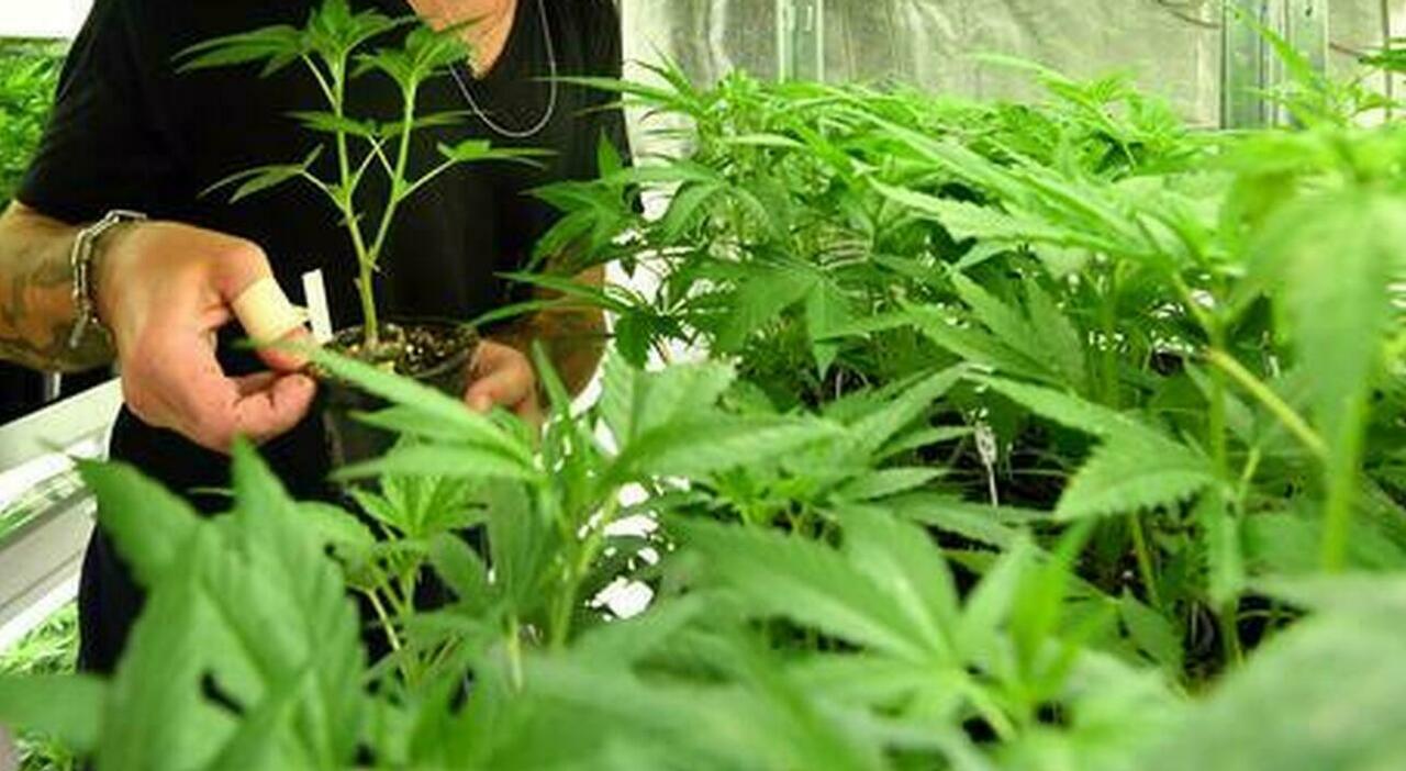 https://statics.cedscdn.it/photos/MED_HIGH/2025/08/04/8995322_04085358_6274383_1754_cannabis_ansa.jpg