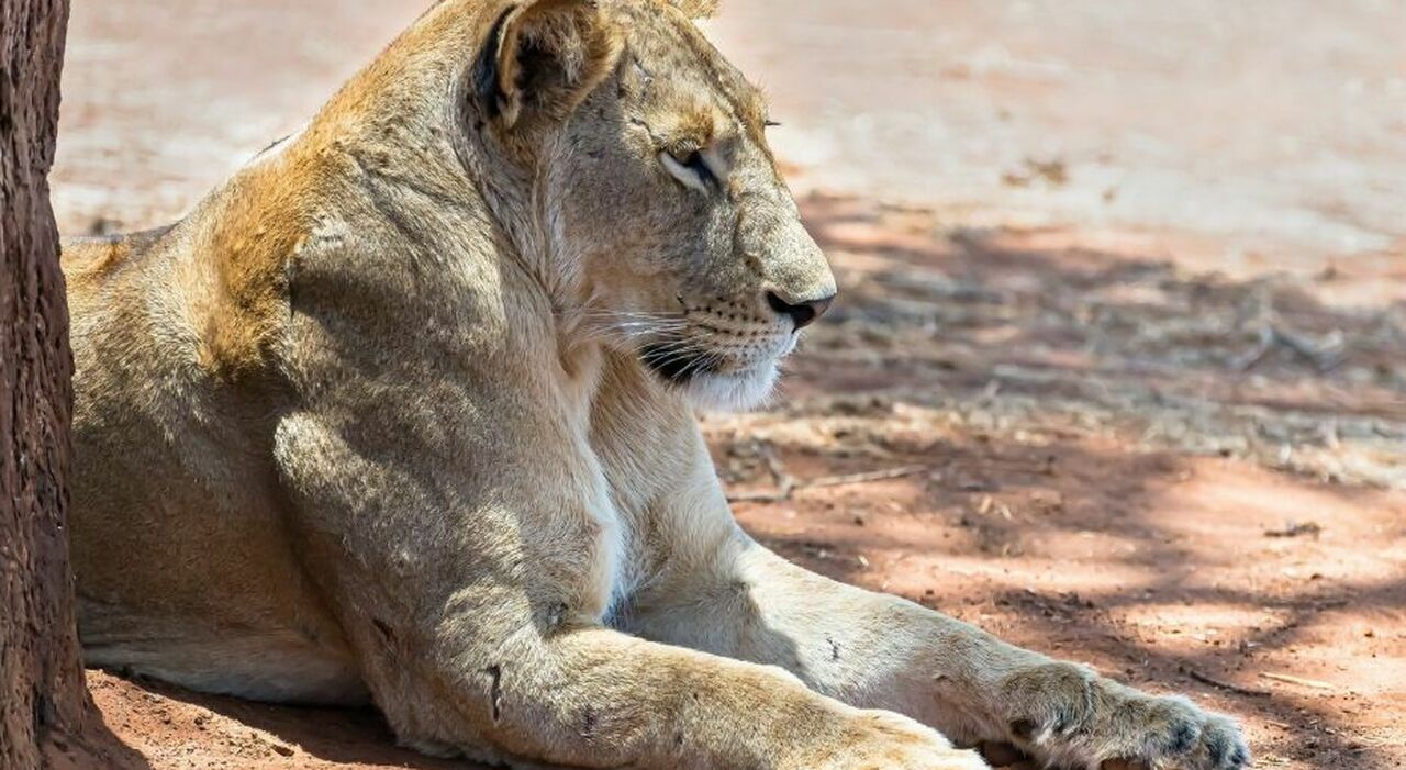 https://statics.cedscdn.it/photos/MED_HIGH/2025/08/05/8997172_05091443_animali_domestici_donazioni_leoni_zoo_danese_appello_cittadini_oggi_5_8_2025.jpg
