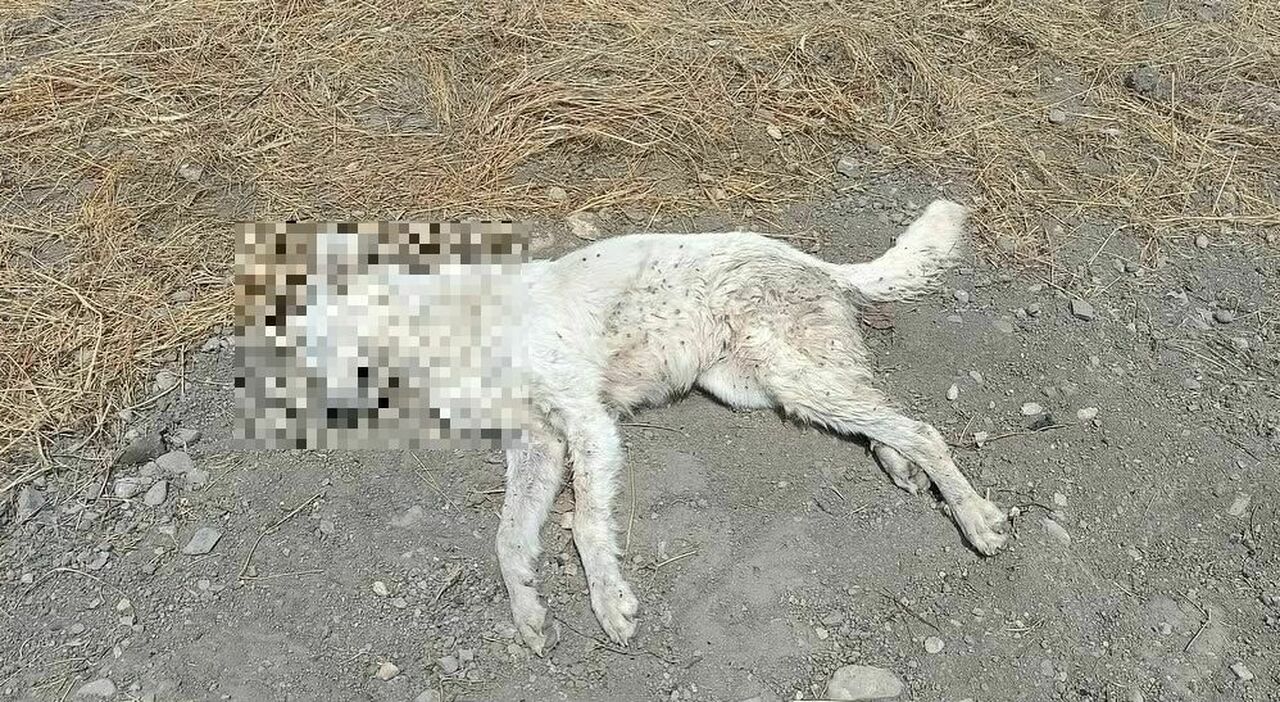 https://statics.cedscdn.it/photos/MED_HIGH/2025/08/05/8997324_05105457_lucera_cani_avvelenati_morti_cosa_e_successo.jpg