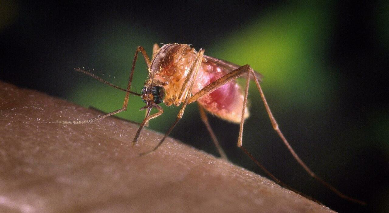 https://statics.cedscdn.it/photos/MED_HIGH/2025/08/05/8997598_05175333_west_nile.jpg