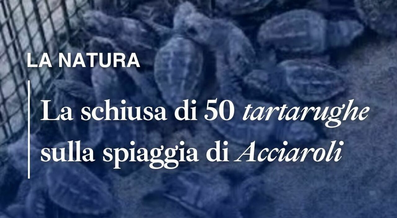 https://statics.cedscdn.it/photos/MED_HIGH/2025/08/06/8999266_06143810_copertina_reel_2025_38_.jpg