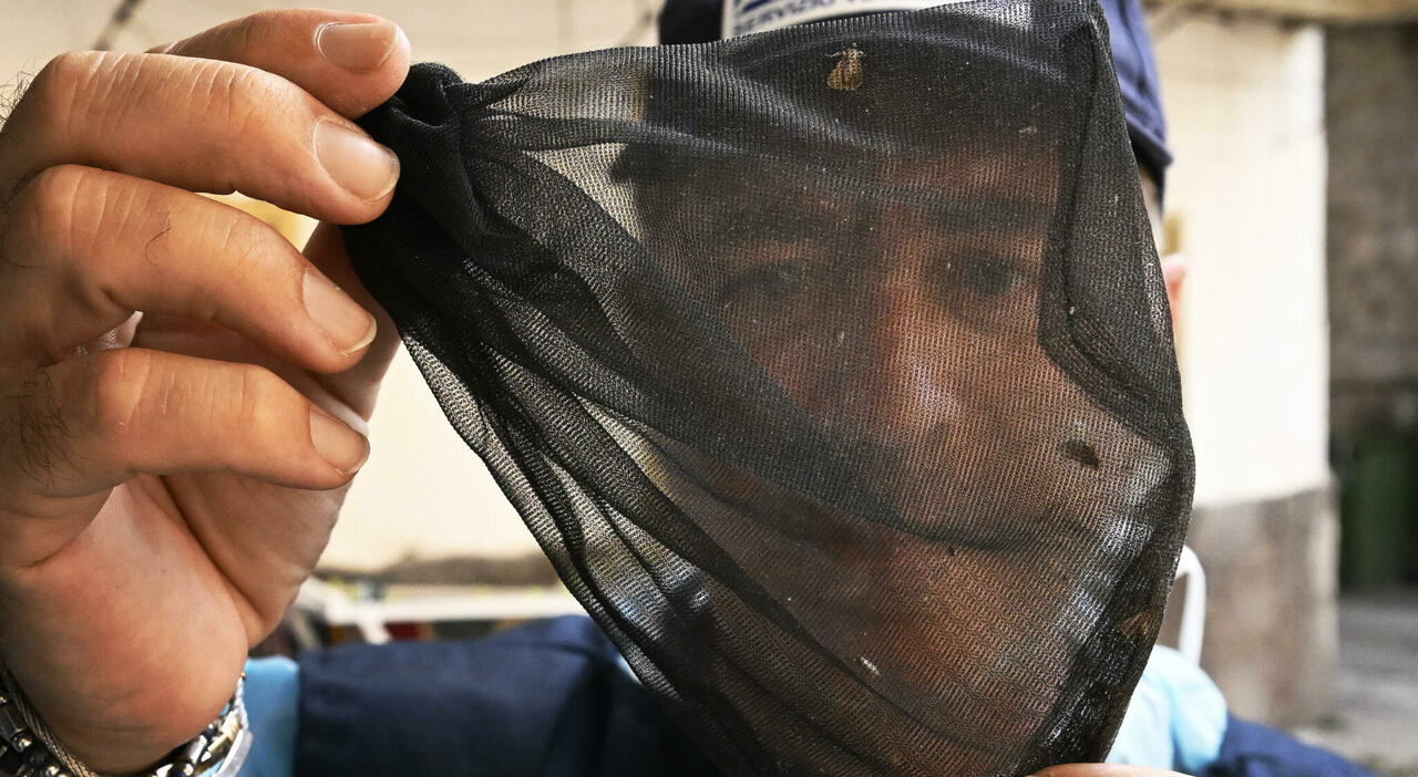 west nile settima vittima nel lazio morto 77enne riscontrato caso anche allo spallanzani di roma primo decesso anche in calabria