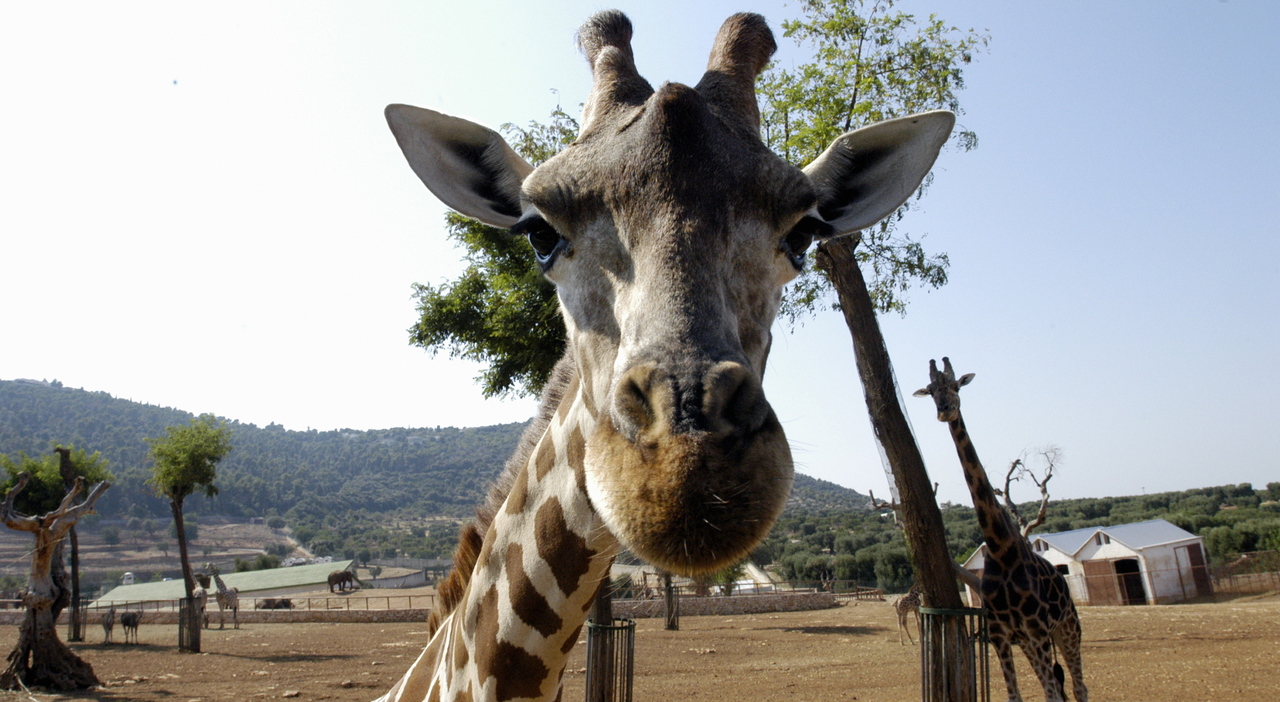 Auto in panne in mezzo ai leoni durante la gita allo Zoo Safari: paura per due famiglie con bambini. «Salvati dai ranger» Auto in panne in mezzo ai leoni durante la gita allo Zoo Safari: paura per due famiglie con bambini. «Salvati dai ranger»