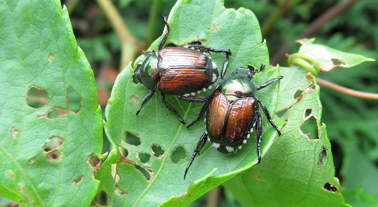 scarabeo giapponese allarme dalla regione veneto focolai a treviso verona e vicenza i timore degli agricoltori serve un piano straordinario