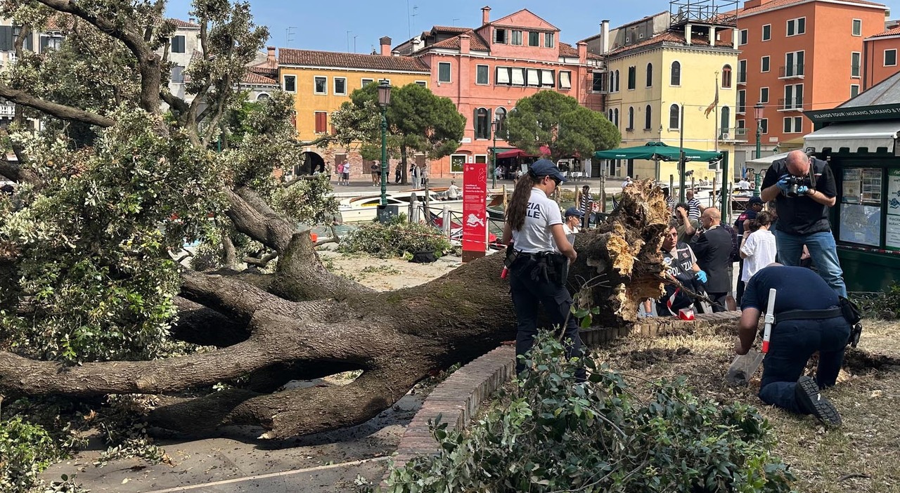 albero caduto in piazzale roma la procura scagiona il comune da mesi aveva ordinato l abbattimento