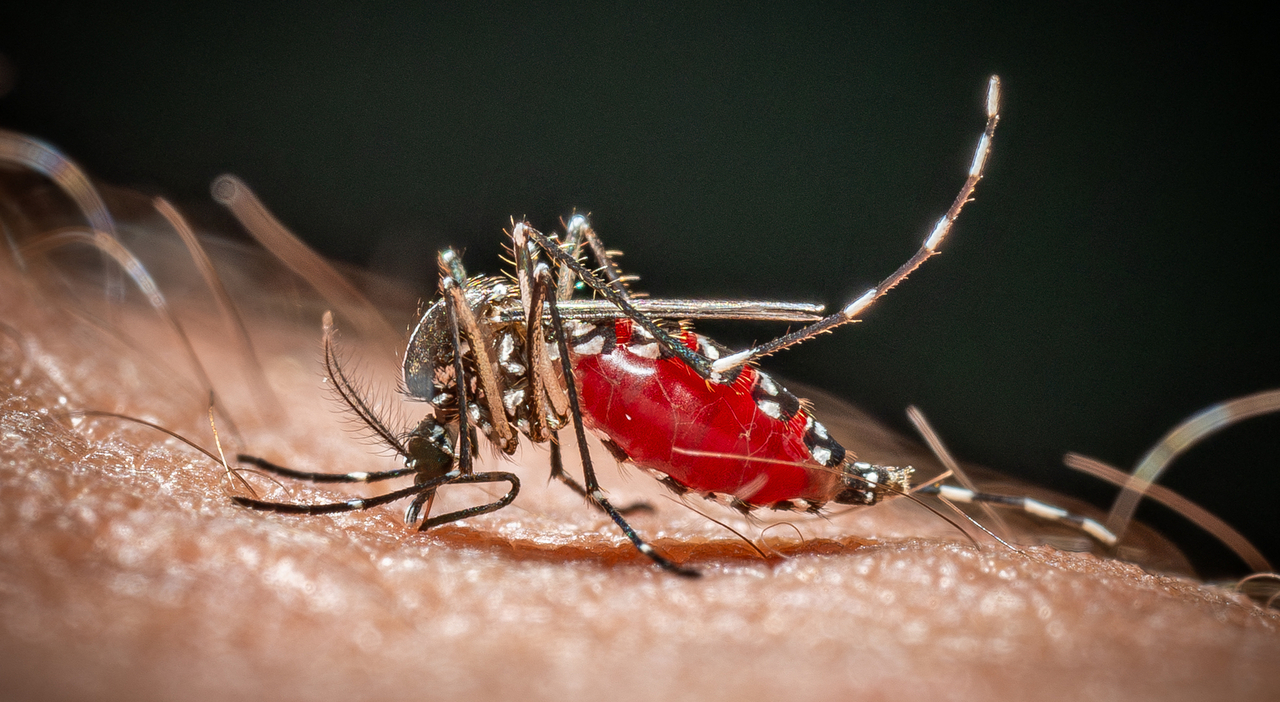 https://statics.cedscdn.it/photos/MED_HIGH/2025/08/10/9006122_10133633_west_nile_zanzara_virus.jpg