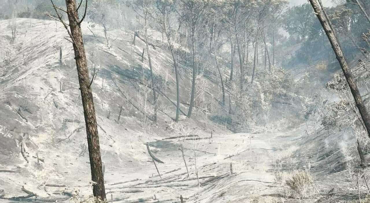 incendio sul vesuvio volontario della protezione civile colpito da arbusto corsa in ospedale