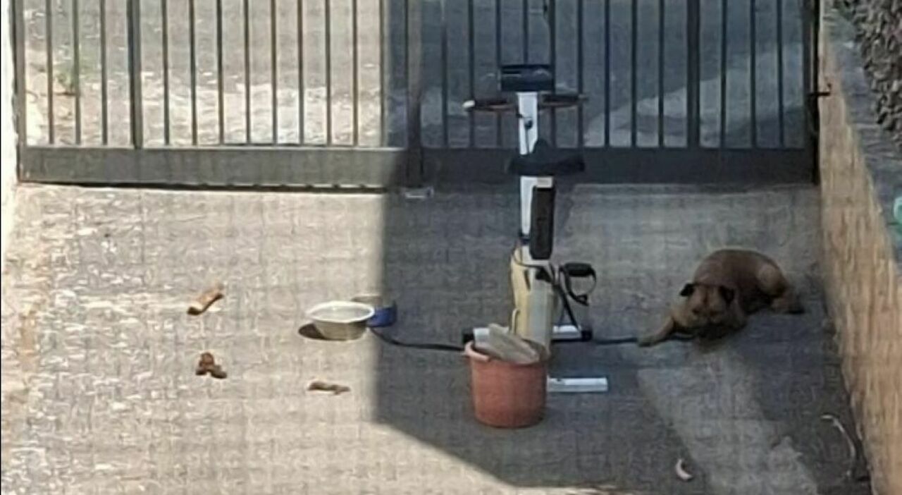 https://statics.cedscdn.it/photos/MED_HIGH/2025/08/10/9006210_10155050_cane_morto_stenti_legato_catena_napoli_foto_oggi_10_8_2025.jpg