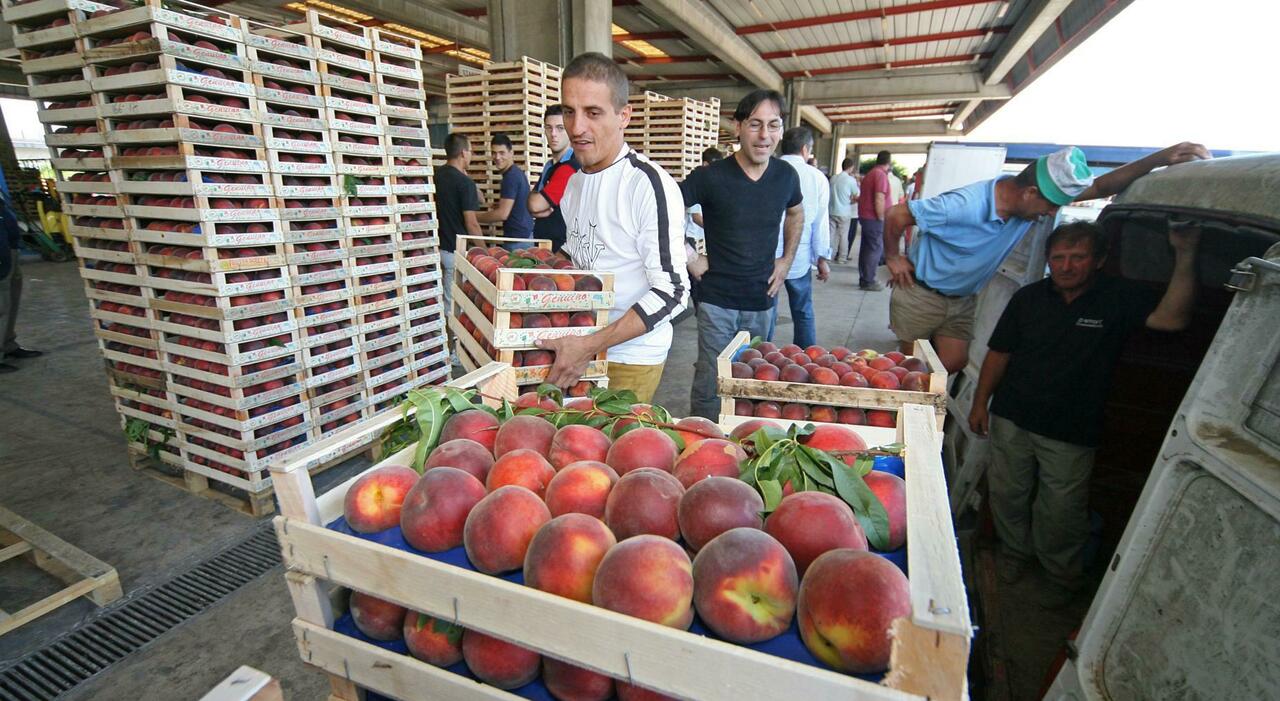 Meridione frutteto d?Italia con la spinta dell?export: pesche, primato Campania