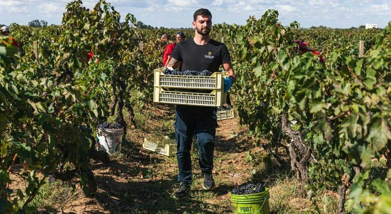 Vendemmia 2025: previste ottime rese Vendemmia 2025: previste ottime rese