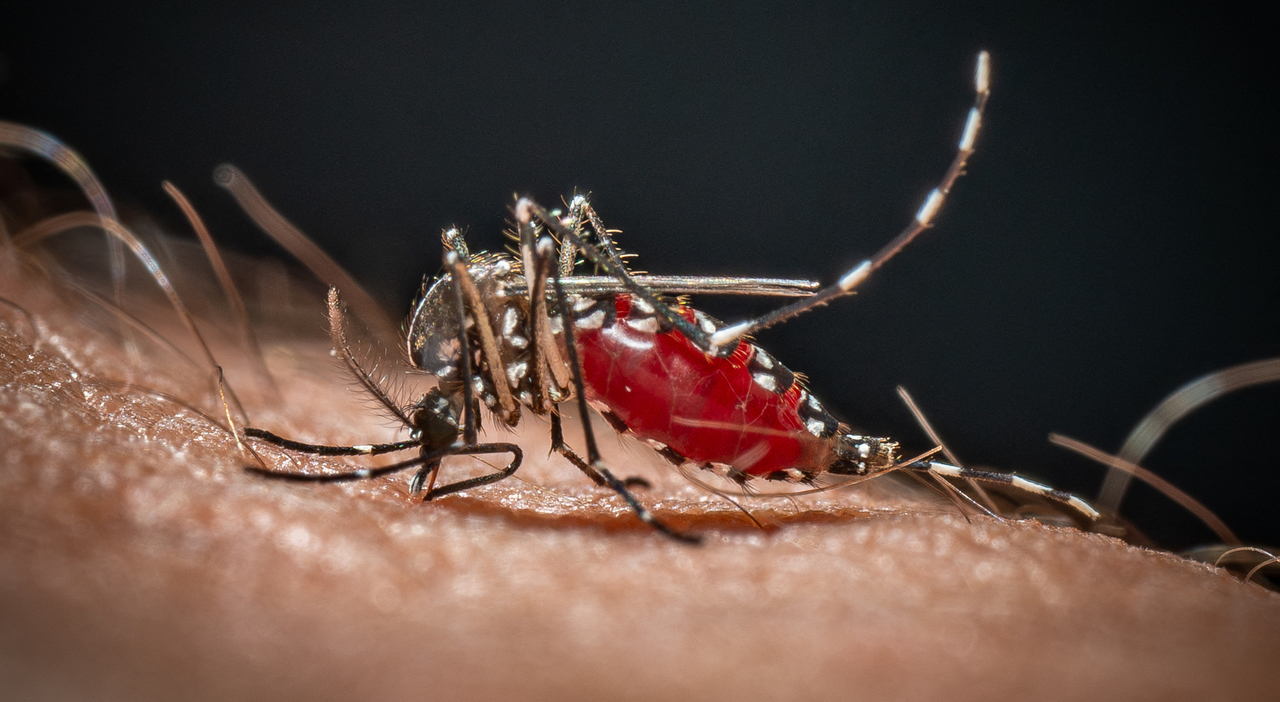West Nile, due nuove vittime nel Lazio e in Campania: nono e ottavo decesso confermati a Latina e Caserta