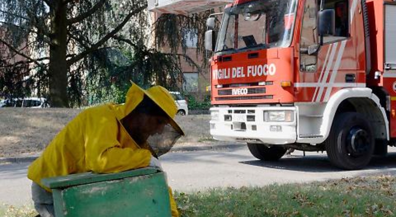 Alveare cade da un albero a Bibione: strada chiusa per ore e autobus deviati per recuperare le api