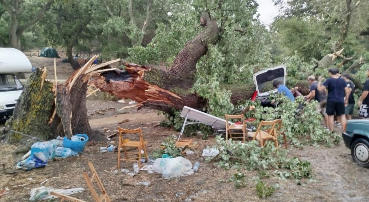 Maltempo, quercia crolla su un