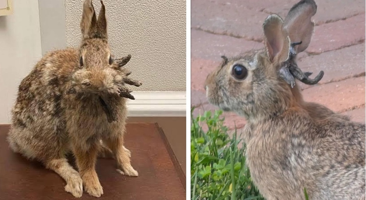 https://statics.cedscdn.it/photos/MED_HIGH/2025/08/16/9014865_16073036_conigli_frankestain_frankenbunnies.jpg