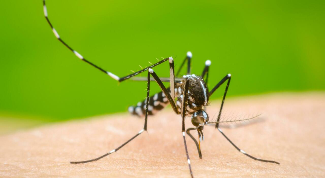 il turista milanese e un caso di dengue ad osimo il paziente in ospedale ecco le misure adottate