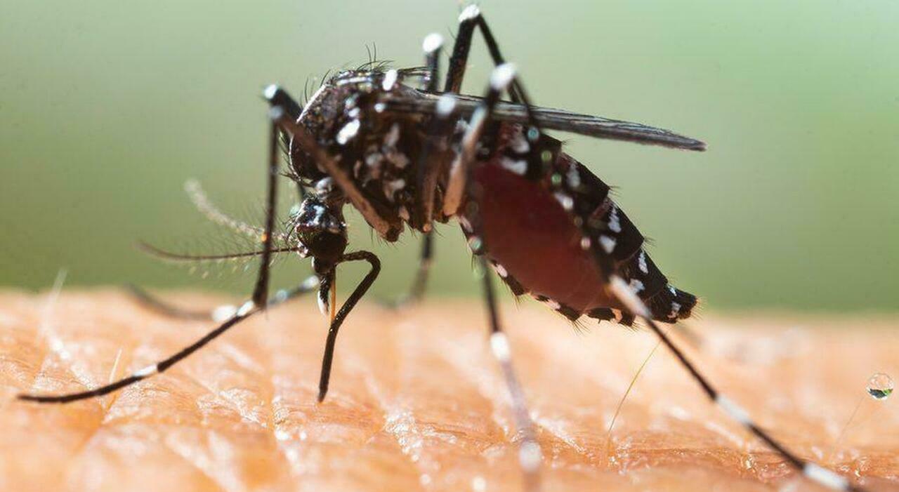 Osimo, torna dalle Maldive con la Dengue. Sos zanzare, via alla disinfestazione
