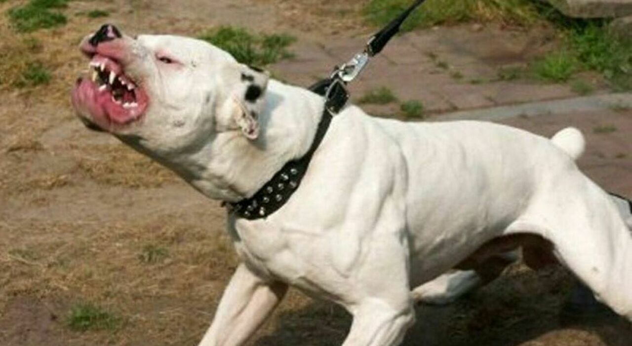 https://statics.cedscdn.it/photos/MED_HIGH/2025/08/19/9020100_19172909_pitbull.jpg