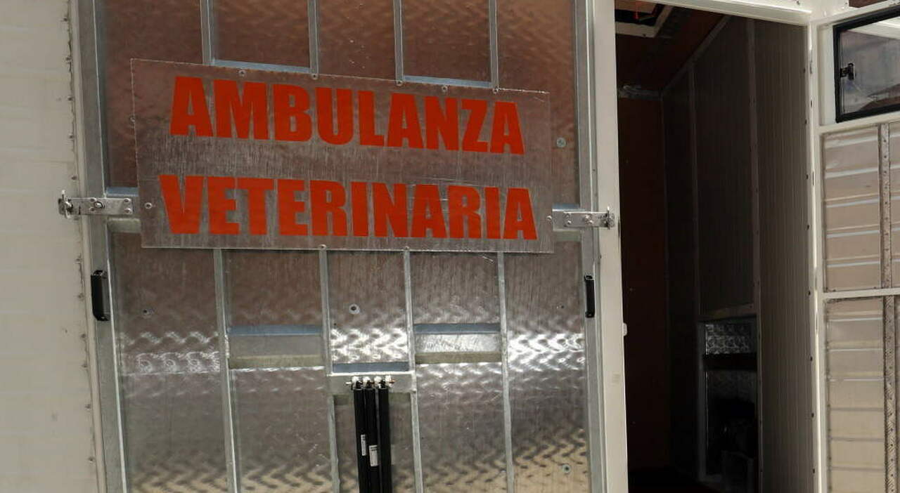 https://statics.cedscdn.it/photos/MED_HIGH/2025/08/21/9023677_21185614_cane_sacco_morto_caccia_proprietario_ricompensa_1000_euro_melara.jpg