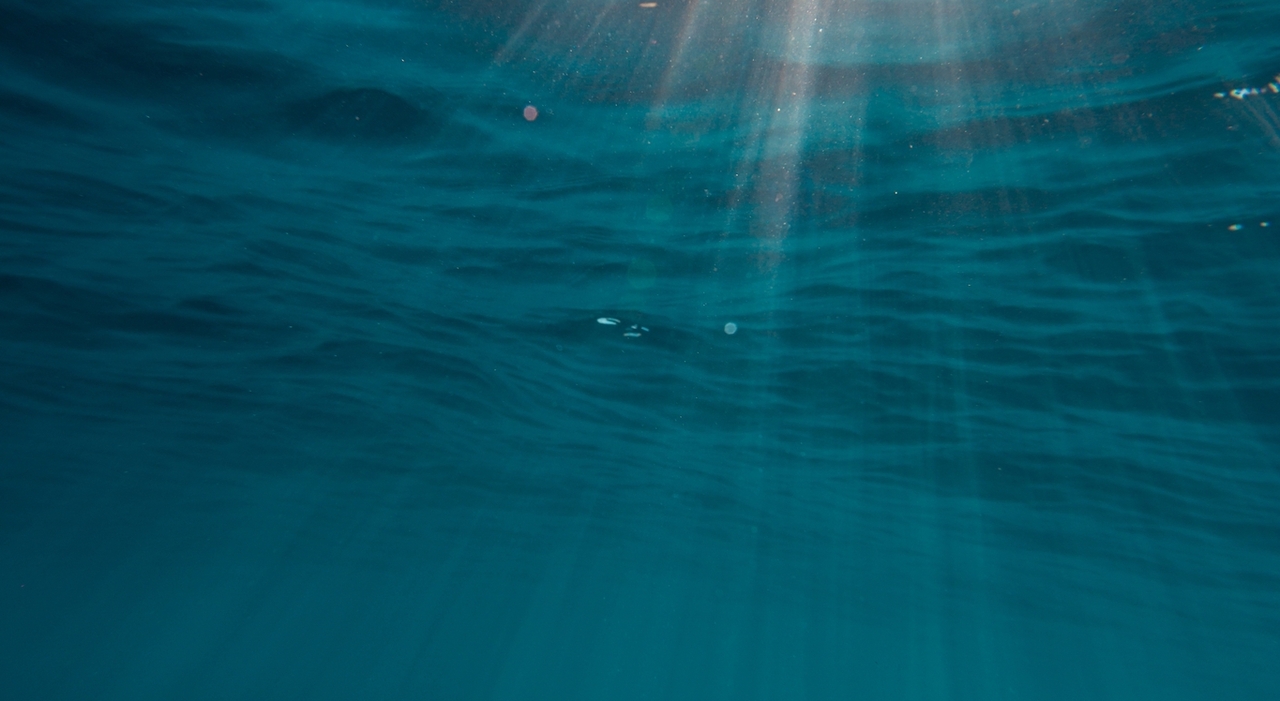 https://statics.cedscdn.it/photos/MED_HIGH/2025/08/22/9025001_22085937_splendido_scenario_dell_affascinante_mondo_sottomarino_dell_isola_di_bonaire_nei_caraibi.jpg