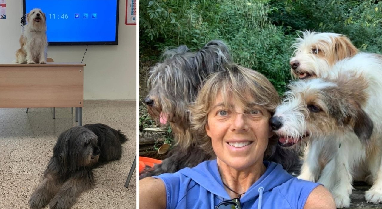https://statics.cedscdn.it/photos/MED_HIGH/2025/08/22/9025491_22185242_giornata_mondiale_del_cane.jpg