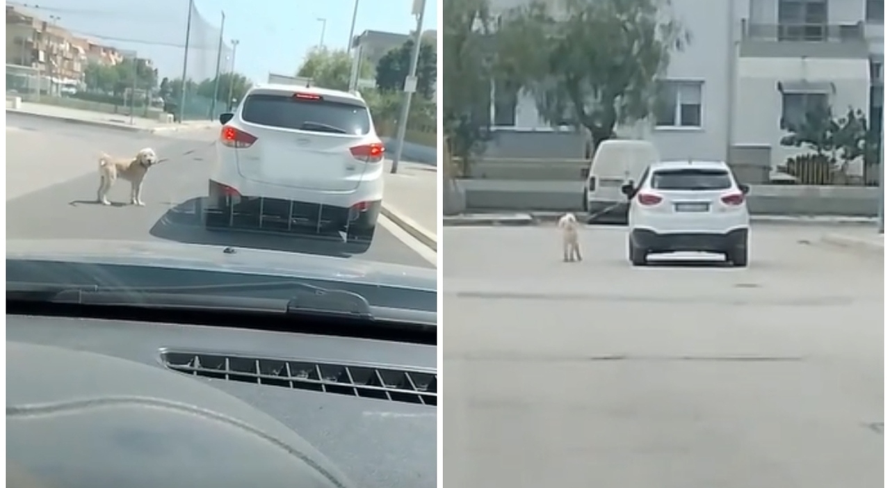https://statics.cedscdn.it/photos/MED_HIGH/2025/08/22/9025531_22194138_cane_trascinato_auto_foggia.jpg
