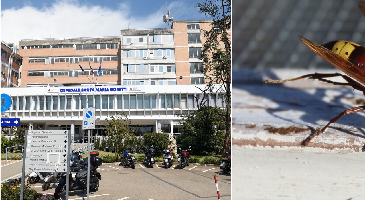 Morta per la puntura di un calabrone, Cinzia era in vacanza a Sabaudia: arresto cardiaco per shock anafilattico Morta per la puntura di un calabrone, Cinzia era in vacanza a Sabaudia: arresto cardiaco per shock anafilattico