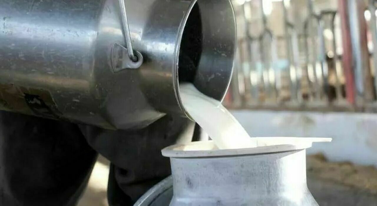 Latte crudo, il caso del bambino di Belluno con la Seu. Quali sono i sintomi e come si cura: il farmaco scoperto per caso Latte crudo, il caso del bambino di Belluno con la Seu. Quali sono i sintomi e come si cura: il farmaco scoperto per caso