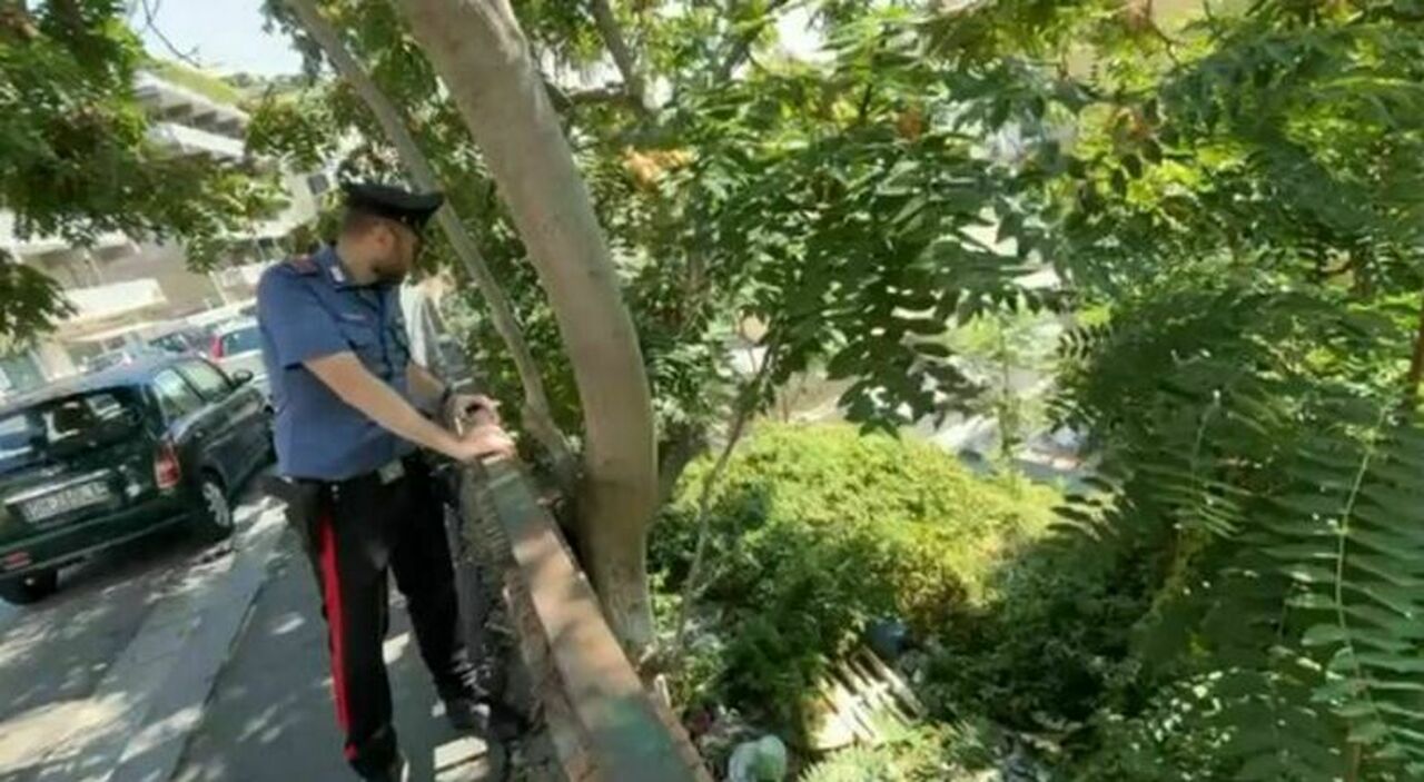 https://statics.cedscdn.it/photos/MED_HIGH/2025/08/26/9031959_26154905_cadavere_trovato_chiaia_napoli_chi_e_omicidio_oggi_26_5_2025.jpg
