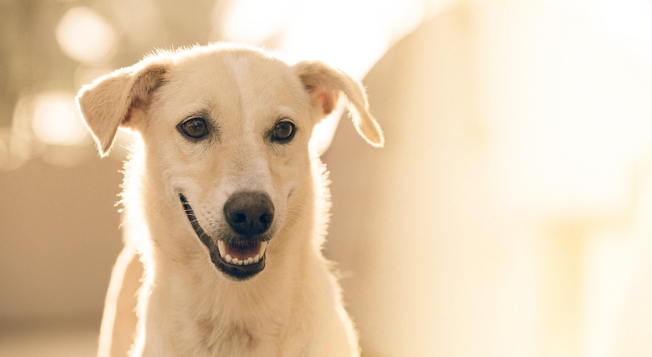 https://statics.cedscdn.it/photos/MED_HIGH/2025/08/27/9033484_27091827_dog_1869167_1280.jpg