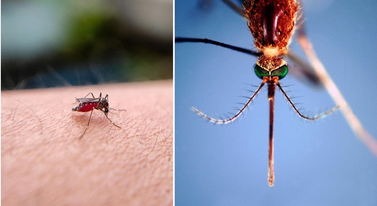 West Nile, prima vittima in Veneto: Adriana morta in 24 ore. A Perugia farmacista contagiata riconosce i sintomi e si salva West Nile, prima vittima in Veneto: Adriana morta in 24 ore. A Perugia farmacista contagiata riconosce i sintomi e si salva