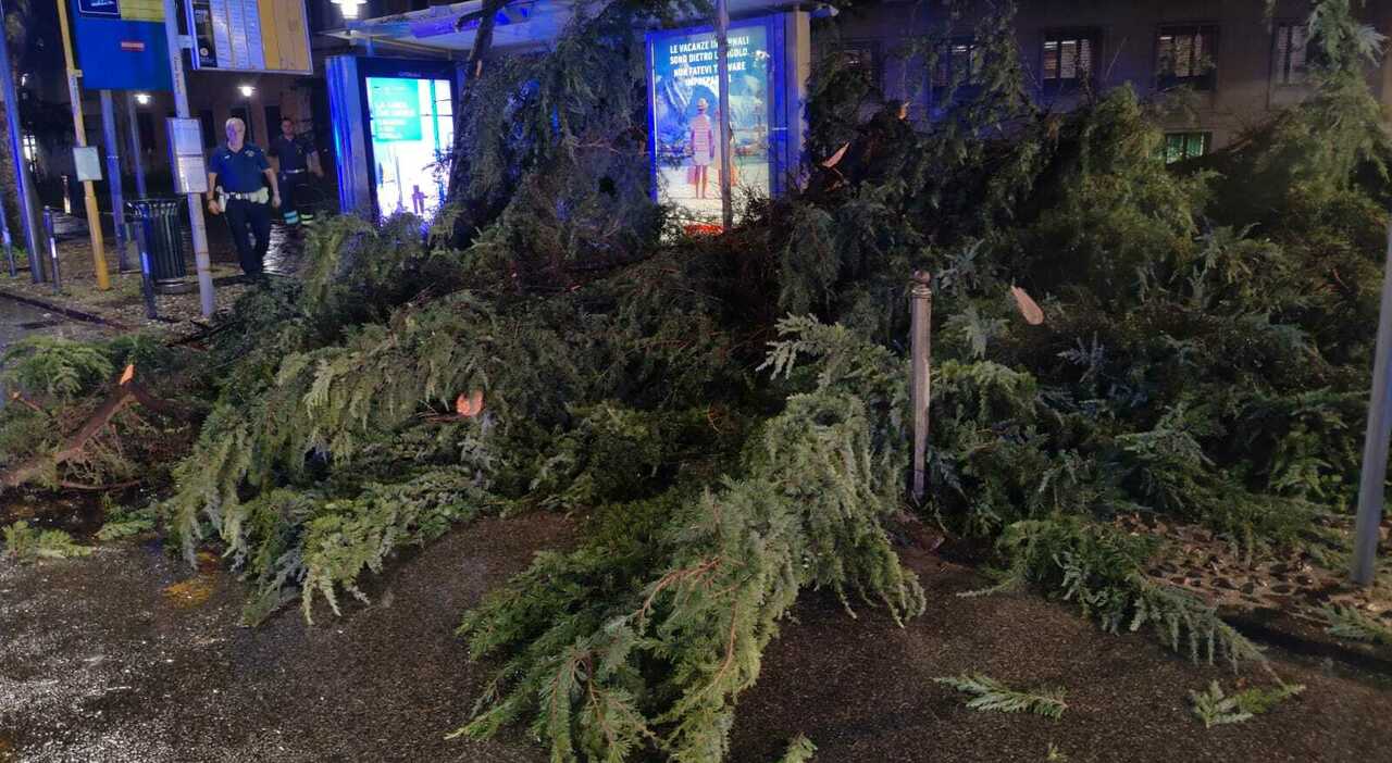 albero crolla in piazza mazzini e colpisce una pensilina dell autobus