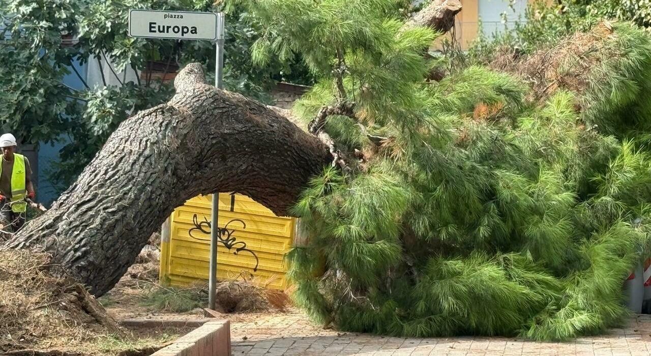 Falconara, gli alberi cadono giù come foglie: «Subito summit con l?agronomo» Falconara, gli alberi cadono giù come foglie: «Subito summit con l?agronomo»