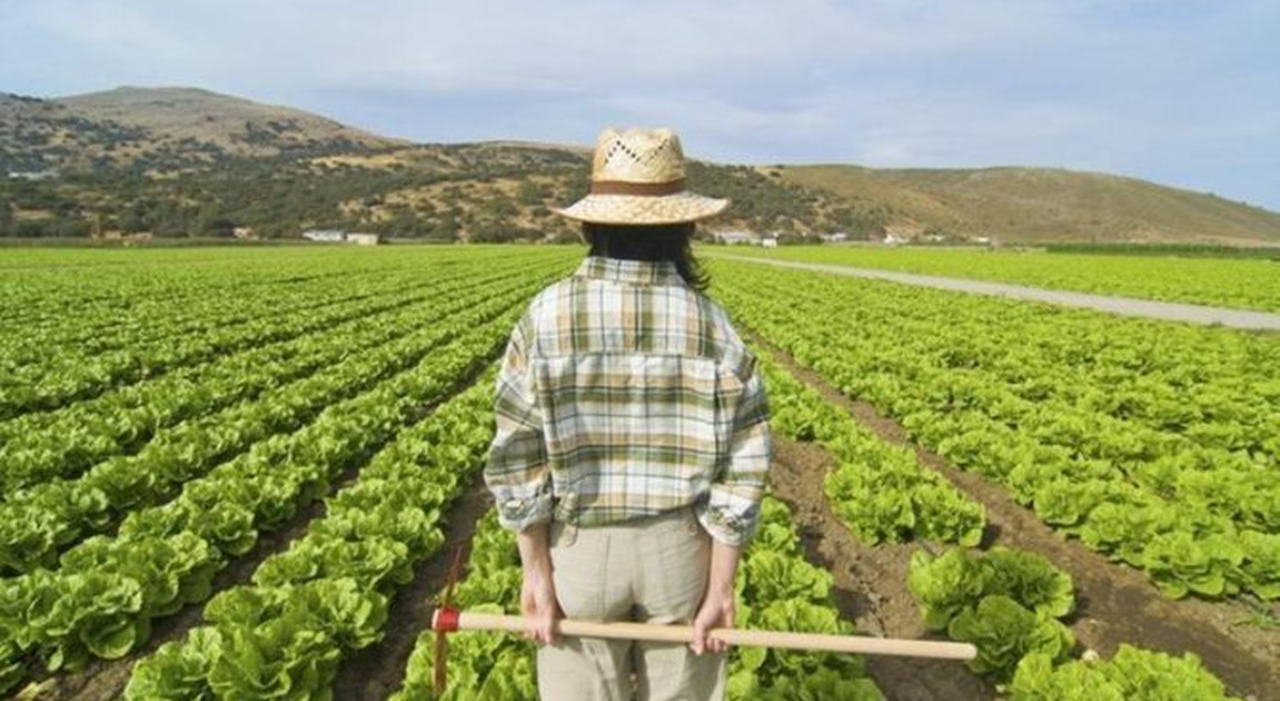 Agricoltura, Campania terra di opportunità con il boom dei giovani Agricoltura, Campania terra di opportunità con il boom dei giovani