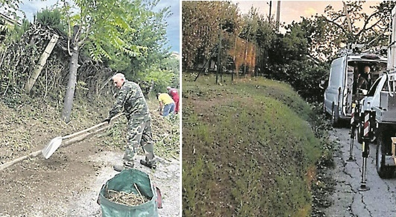 Ostra Vetere, strada bloccata dall?albero caduto: arriva il sindaco con la motosega Ostra Vetere, strada bloccata dall?albero caduto: arriva il sindaco con la motosega