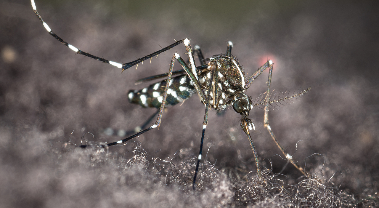 Allarme Chikungunya in Italia: due nuovi casi a Verona, focolai a Como e Modena. Come si trasmette, i sintomi e cosa fare Allarme Chikungunya in Italia: due nuovi casi a Verona, focolai a Como e Modena. Come si trasmette, i sintomi e cosa fare