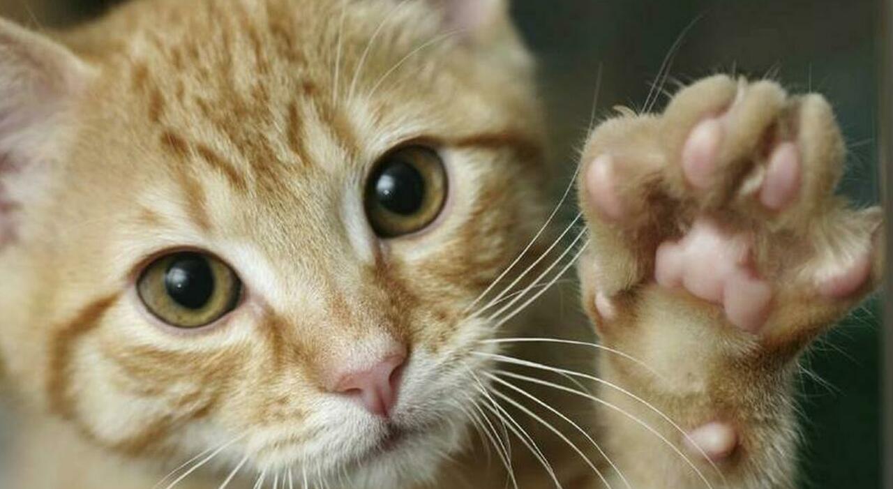https://statics.cedscdn.it/photos/MED_HIGH/2025/08/31/9040741_31125838_2582787_2008_gatto.jpg