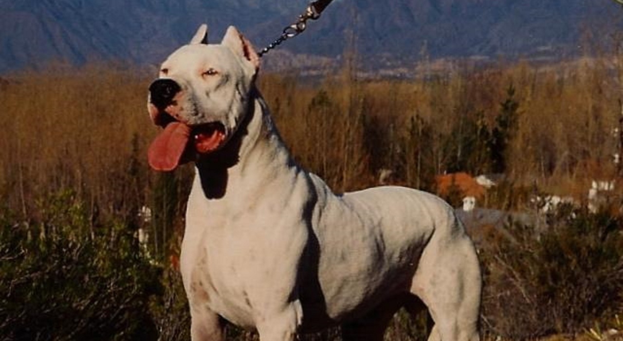 Dogo Diffa Urgent Call for Action: Protecting a Neglected Dogo