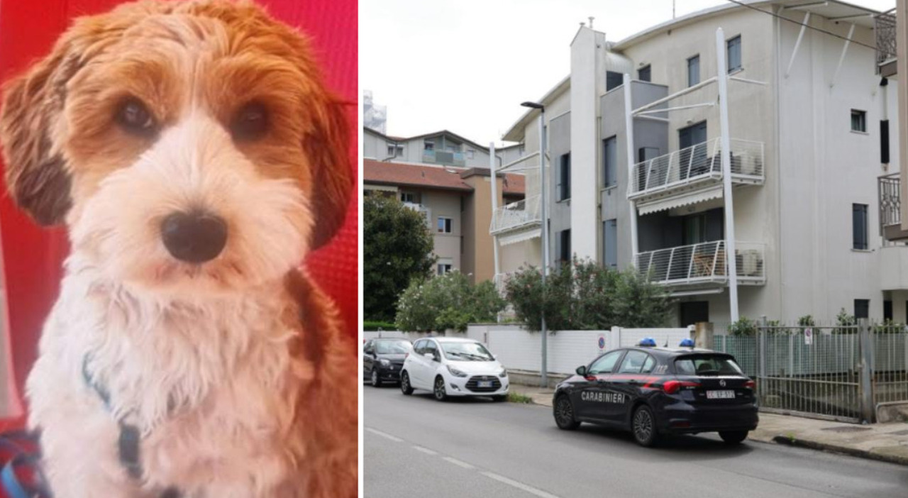 turista accoltellata pi249 volte per strada da un uomo con il casco in testa mentre passeggia di notte con il cane 232 ferita caccia all aggressore
