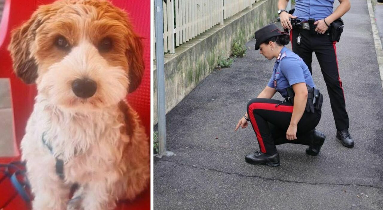 turista accoltellata per strada da un uomo con il casco in testa mentre passeggia di notte con il cane 232 ferita caccia all aggressore scomparso il piccolo luky